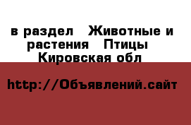  в раздел : Животные и растения » Птицы . Кировская обл.